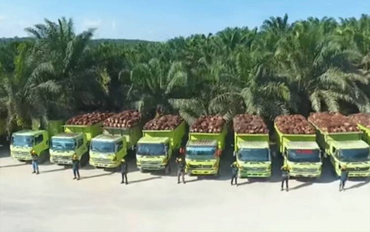Truk pengangkut tandan buah segar sawit yang ada di perusahaan perkebunan kelapa sawit milik Citra Borneo Indah atau CBI Group.(FOTO: Dokumentasi Klinik Bisnis)