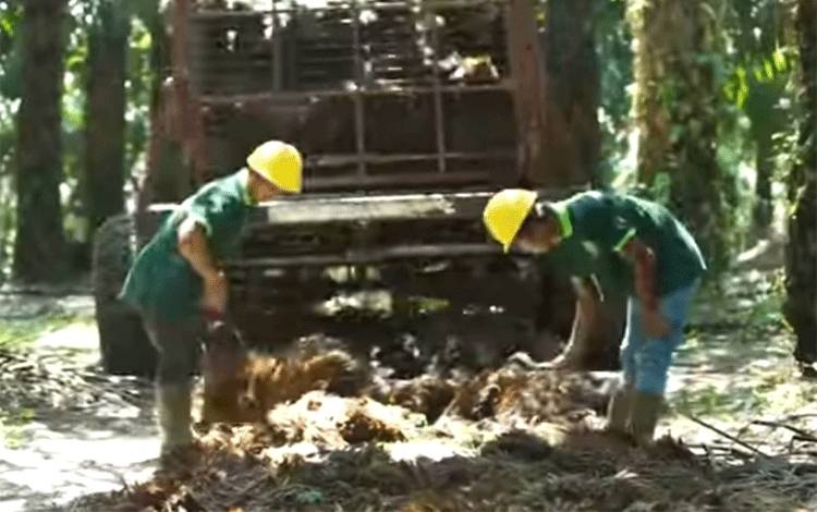 Pekerja perkebunan sawit memindahkan TBS yang baru dipanen ke truk yang akan membawa TBS tersebut ke pabrik kelapa sawit. (FOTO: Dokumentasi Klinik Bisnis)