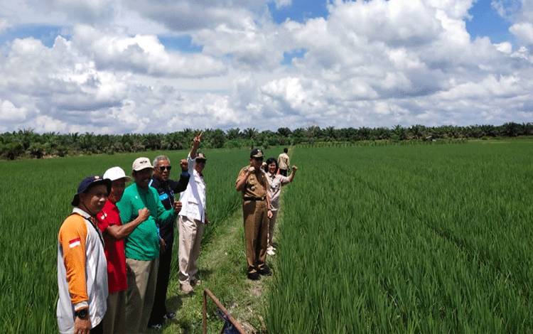 Wakil Ketua II DPRD Kobar Bambang Suherman (baju putih menunjukkan jari keatas) saat ikut meninjau tanaman padi di sawah petani Desa Palih Baru, Kecamatan Kotawaringin Lama. (Foto : ISTIMEWA)