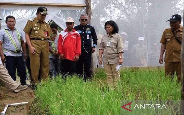 Penjabat Bupati Kotawaringin Barat (Kobar) Budi Santosa saat meninjau secara langsung budi daya bawang merah, di Desa Ipuh Bangun Jaya. ANTARA/Dokumentasi Pemkab Kobar