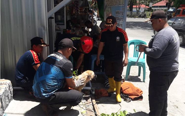 Tim animal rescue DPKP Palangka Raya saat mengevakuasi seekor anjing (Foto : PATHUR)