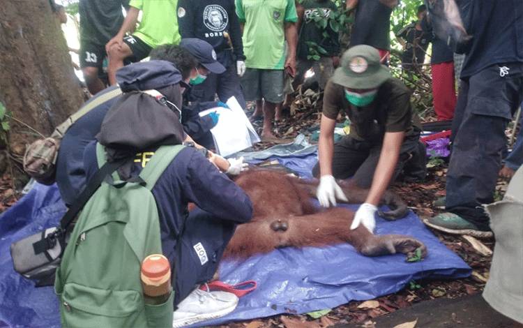Orangutan berhasil diselamatkan di Desain Baung, Kecamatan Seruyan Hilir, Kabupaten Seruyan. (FOTO: BKSDA Sampit)