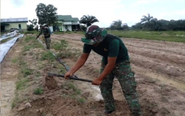 Sebagai Upaya mewujudkan ketahanan pangan, sejumlah prajurit Kodim 1017/Lamandau menanam sayuran di lahan yang ada di Jalan Trans Kalimantan Kn2, Desa Kujan. (FOTO : HENDI NURFALAH)
