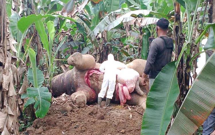 Tim dokter BKSDA melakukan nekropsi terhadap gajah sumatra yang ditemukan mati di kawasan transmigrasi, Kabupaten Pidie Jaya, Aceh. ANTARA/HO-BKSDA Aceh