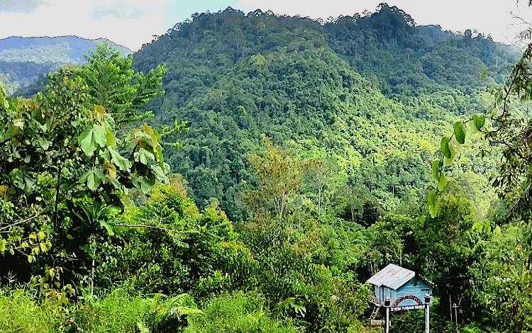 Ilustrasi hutan yang ada di wilayah Kalteng. Wakil Ketua Komisi I DPRD Kalteng, Kuwu Senilawati menekankan pelestarian hutan perlu dilakukan agar bisa memberikan manfaat bagi semua, baik daerah, masyarakat maupun makhluk hidup didalamnya. (FOTO: IST)