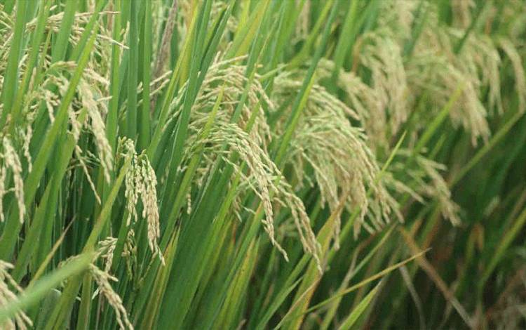 Tanaman padi yang tumbuh di kawasan Kabupaten Serang, Banten. ANTARA/HO-Humas Kementan
