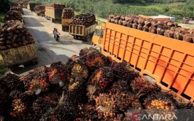 Sejumlah truk pengangkut tandan buah segar (TBS) kelapa sawit mengantre untuk pembongkaran di salah satu pabrik minyak kelapa sawit. (ANTARA/Syifa Yulinnas)