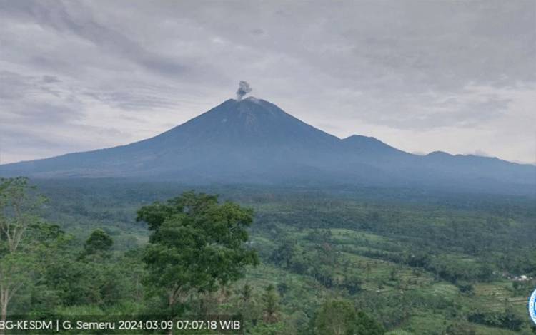 Gunung Semeru erupsi pada Sabtu (9/3/2024) pukul 08.28 WIB (ANTARA/HO-PVMBG)