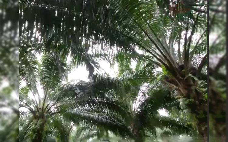 Perkebunan kelapa sawit yang dimiliki pekebun masyarakat. (FOTO: TESTI PRISCILLA)
