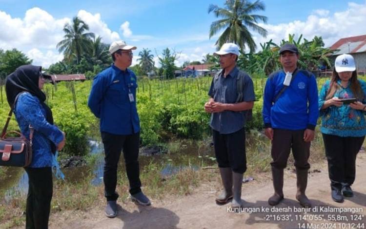 Ketua Dinas Pertanian dan Ketahanan Pangan Palangka Raya Sugianto saat melakukan pengecekan lahan pertanian terdampak banjir di Jalan Durian Kelurahan Kalampangan. (FOTO: IST)