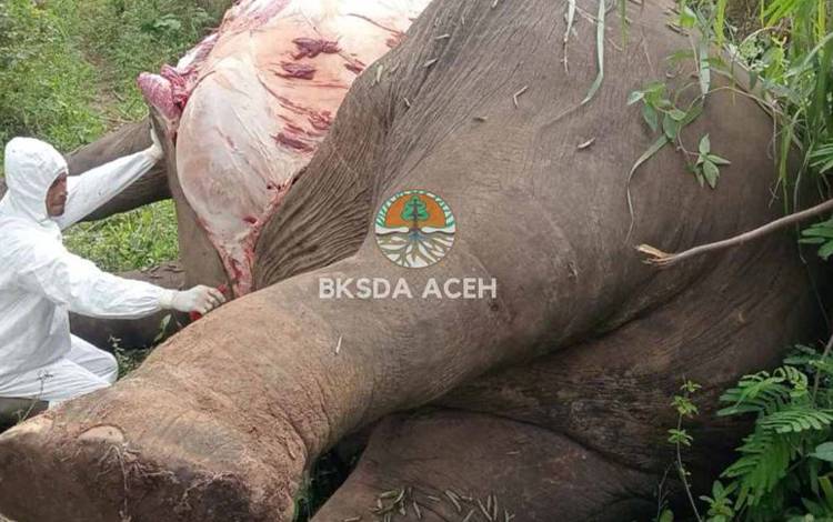 Dokter hewan melakukan bedah bangkai gajah sumatra liar yang ditemuakan mati di perkebunan masyarakat di Kabupaten Aceh Tengah. ANTARA/HO-Dok BKSDA Aceh