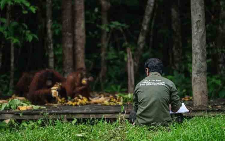 Tim konservasi memberikan makanan kepada Orangutan yang ada di Pulau Salat, Pulang Pisau. (FOTO: Rilis SSMS untuk Borneonews)