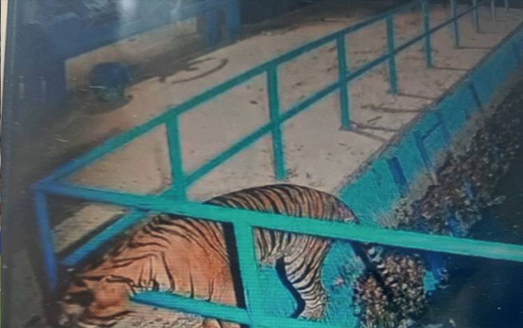 Seekor harimau muncul di bendungan di Nagari atau Desa Kajai Selatan Kecamatan Talamau, Kabupaten Pasaman Barat pada Sabtu (23/3/2024). (ANTARA/HO-Humas PT OTE).   