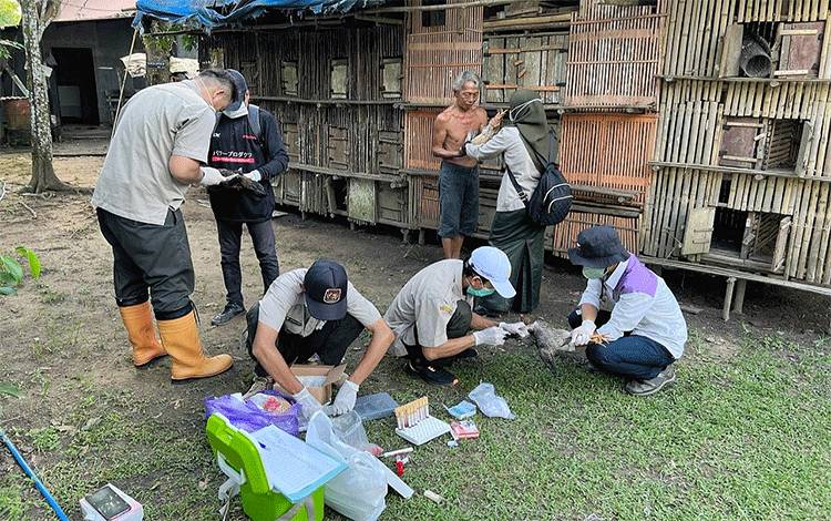 Petugas Bidang Peternakan Diskanak Barito Timur saat mengambil sampel darah ayam ayam untuk mengetahui penyebab kematian mendadak unggas. (FOTO: IST)