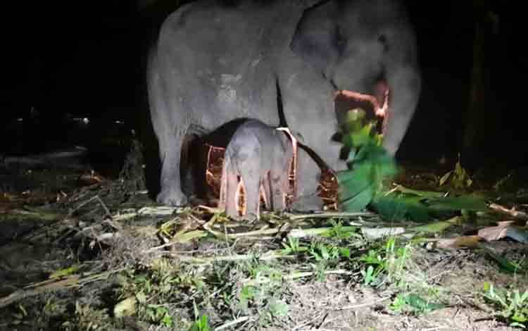 Seekor anak gajah yang lahir di PKG Sebanga, Bengkalis, Provinsi Riau dengan jenis kelamin betina bersama induknya. ANTARA/HO-BB KSDA Riau