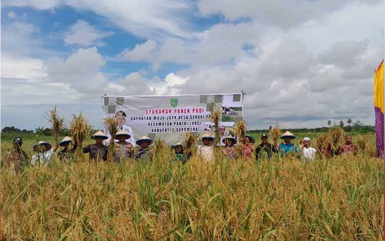 Pejabat Bupati Sukamara, Kaspinor melakukan panen padi bersama unsur pokok pindah di desa Sungai Pasir. Kamis, 18 April 2024. (FOTO : NORHASANAH)