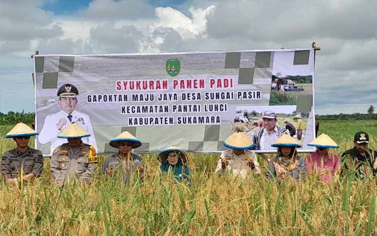 Pejabat Bupati Sukamara, kaspinor melakukan panen padi bersama unsur pokok pindah di desa Sungai Pasir. Kamis, 18 April 2024. (FOTO : NORHASANAH)