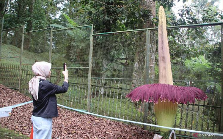 Pengunjung melihat lebih dekat bunga bangkai raksasa yang mekar di Kebun Raya Cibodas, Cianjur, Jawa Barat, hanya terpisah beberapa meter. (ANTARA/Ahmad Fikri) (Ahmad Fikri)