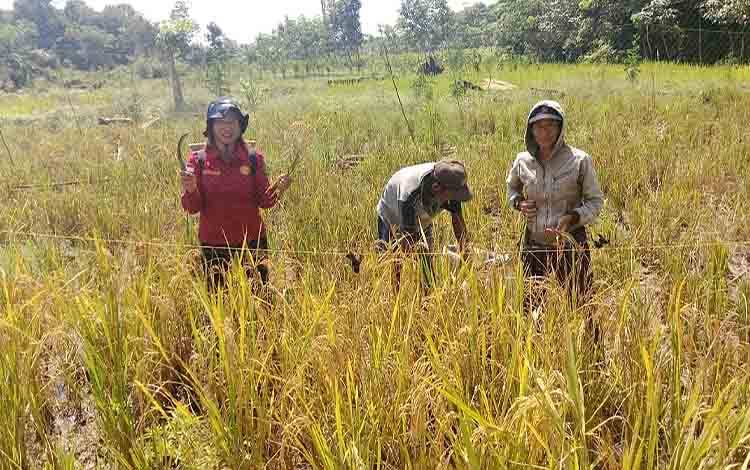 Pengubinan padi yang dilakukan BPP Paju Epat pada Kelompok Tani Ruray Maju beberapa waktu lalu. (FOTO: IST)