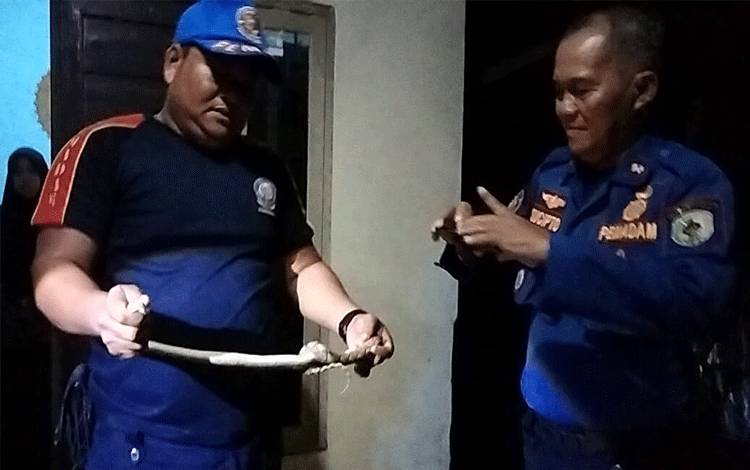 Anggota Damkarmat Palangka Raya saat mengevakuasi ular piton (Foto : IST)