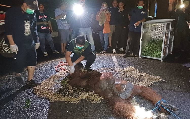 Orangutan Asan yang tersesat di Bandara H Asan Sampit berhasil diselamatkan BKSDA Kalimantan Tengah, Jumat, 26 April 2024. (FOTO: DEWIP)