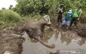 Seekor Gajah Sumatra Mati di CRU Aceh Utara