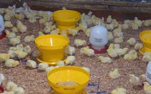 Produksi Lokal Ayam Broiler di Palangka Raya Belum Mencukupi Kebutuhan Warga
