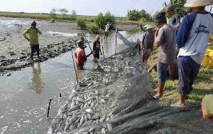 Dinas Perikanan Seruyan Dorong Peningkatan Konsumsi Ikan Masyarakat  