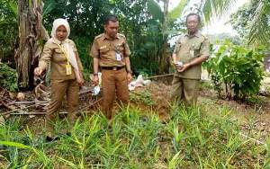 UPTD Balai Benih TPH untuk Selamatkan Tanaman Khas Barito Utara dari Kepunahan