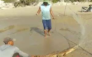 Beredar Video Seekor Buaya Terperangkap di Jaring Ikan Milik Warga Desa Ujung Pandaran