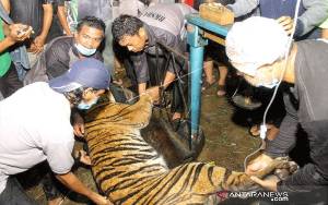 Seekor Harimau Sumatera Terjerat Perangkap Babi di Aceh Tenggara