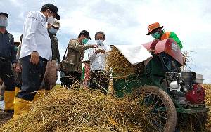 Puluhan Hektare Tanaman Padi Dukungan BRGM di Desa Talio Hulu Dipanen