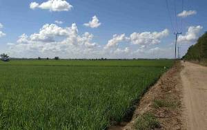 Demfarm Tani Desa Talio Hulu Gunakan Sistem Corporate Farming 