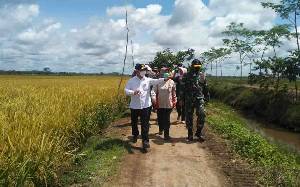 Gubernur Kalteng Sebut Irigasi di Kawasan Food Estate Sudah Tertata Dengan Baik