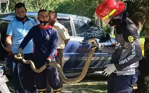 King Cobra 'Nekat' Nyasar ke Markas TNI AU Berhasil Dievakuasi