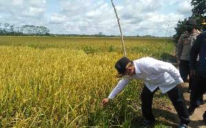 Gubernur Kalteng Ingatkan Pentingnya Asuransi di Bidang Pertanian