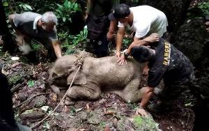 BKSDA Aceh Evakuasi Bayi Gajah Terjebak di Kubangan Lumpur
