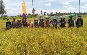 Potensi 3.761 Hektare Sawah di Sukamara Belum Terkelola Maksimal