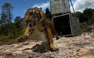 Harimau Sumatera Suro Dilepasliarkan ke Taman Nasional Gunung Leuser