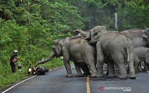 Gajah Liar Kembali Masuk ke Permukiman Warga di Aceh Jaya