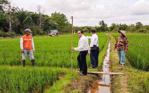 Pusat Bantu Pemulihan Pertanian Pascabanjir Kalsel 50 Ribu Hektare