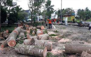 Dinas Lingkungan Hidup Kapuas Lakukan Penebangan Pohon di Hutan Kota