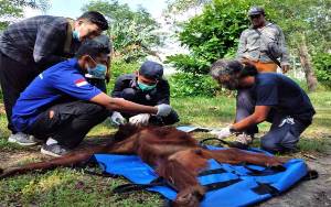 Seekor Orangutan Berumur 8 Tahun Dievakuasi di Jalan Jendral Sudirman Km 14 Sampit 