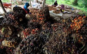 RSPO: Pekerja Perempuan di Perkebunan Sawit Perlu Payung Hukum