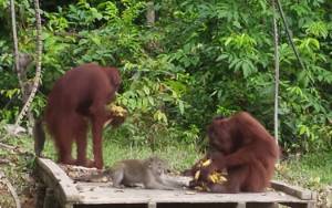 Pulau Salat, Pra Pelepasliaran Orangutan untuk Latihan