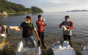 KKP Lepasliarkan 134.990 Benih Lobster di Sumatera Barat