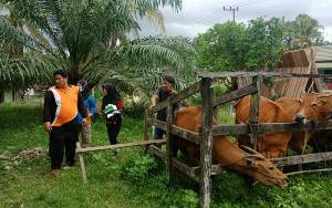 Dinas Pertanian Barito Utara Tinjau Peternakan Sapi di Desa Sei Rahayu I dan II