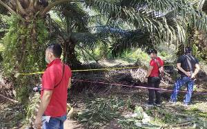 Polisi Masih Selidiki Kasus Pembunuhan di Kebun Sawit Desa Penyang