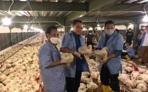 IPB Miliki Percontohan Perternakan Ayam Termodern di Indonesia