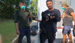 Beruang Madu Diamankan BKSDA Pangkalan Bun Setelah Sempat Berkeliaran di Komplek AURI